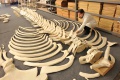 Assembling of a skeleton of young Fin Whale found in Piran Bay in 2003, the largest exhibit in the <!--LINK'" 0:798-->