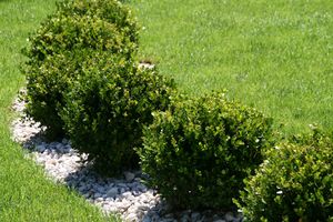 Box or <i>Buxus</i> plants at the <!--LINK'" 0:40-->, particularly suitable for topiary