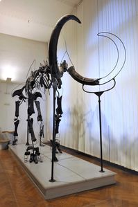 Mammoth skeleton, <!--LINK'" 0:38--> symbol
