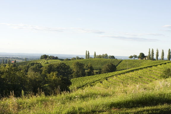 Vineyards in Jeruzalem around Ljutomer, venue of the Grossmann Film and Wine Festival