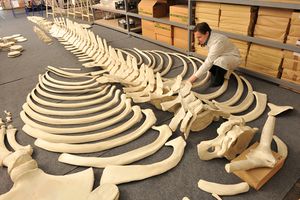 Assembling of a skeleton of young Fin Whale found in Piran Bay in 2003, the largest exhibit in the <!--LINK'" 0:124-->