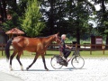 Ljutomer Trotter Museum 2014 trotter.jpg