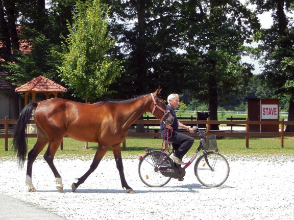 Ljutomer trotter, a Slovene thoroughbred horse dating back to 1875.