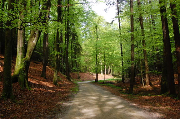 A path through the 30 hectares of forest in the Arboretum, the Jelova draga, which is significant for its combination of fir and tropical moss (three-lobed mossBazzania trilobata)