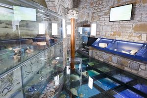 A view of the underwater finds from the archaeological collection, <!--LINK'" 0:24-->, 2020.