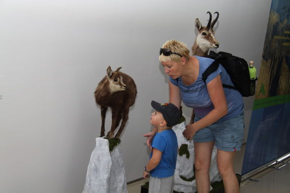 Slovenian Alpine Museum 2010 fauna section Photo Miro Erzen.JPG