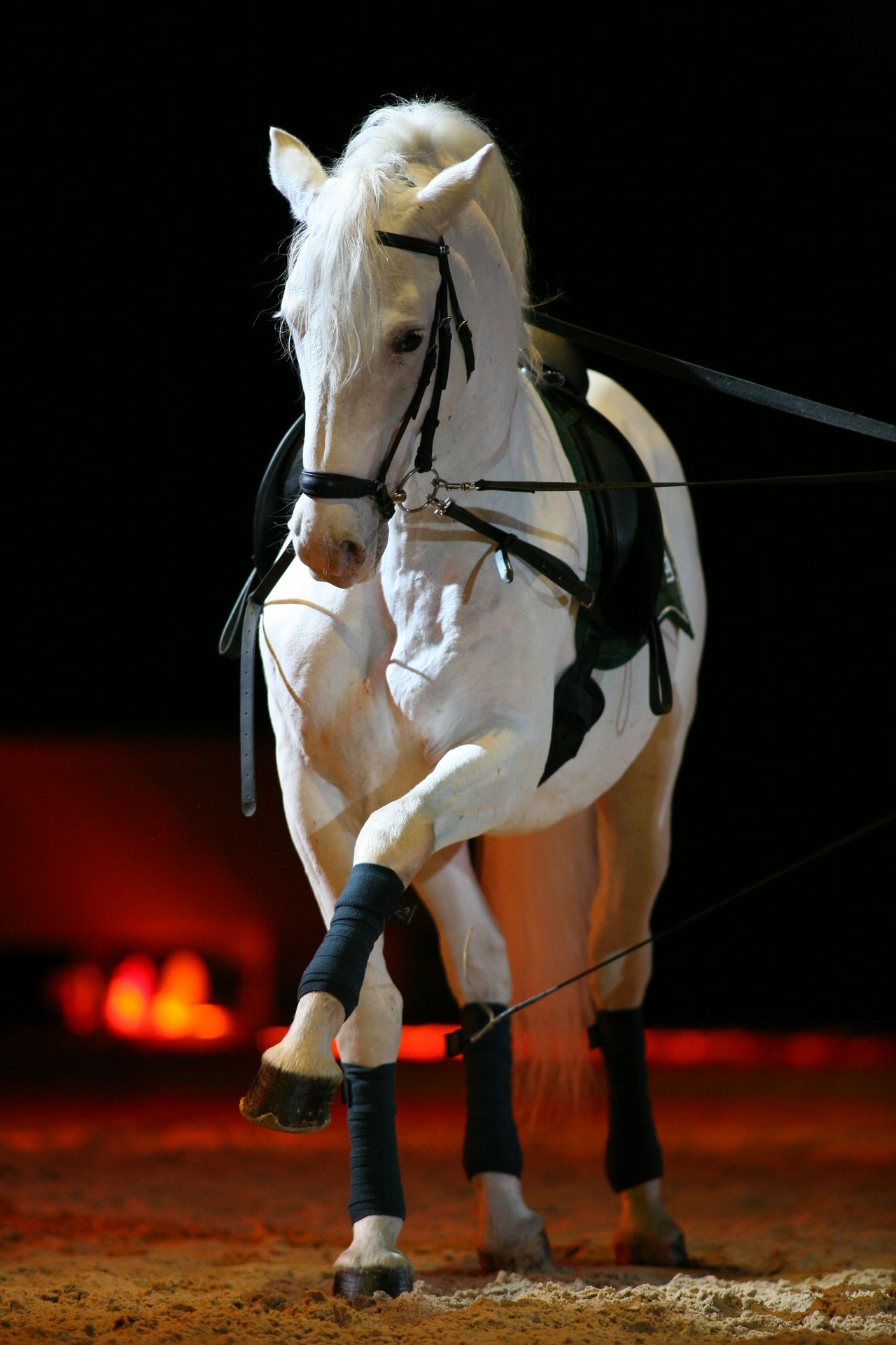 Lipica Stud Farm 2008 Classical Riding School Photo Patrick Dome.jpg