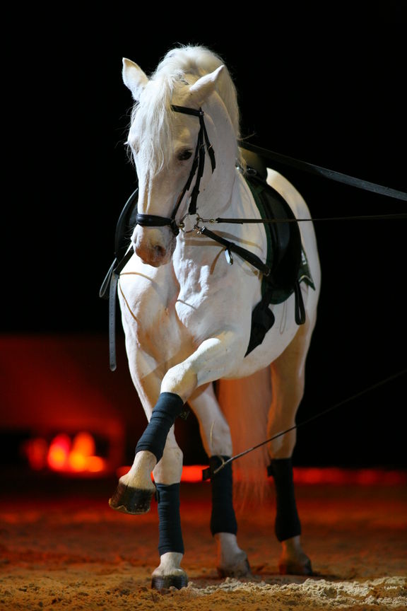 File:Lipica Stud Farm 2008 Classical Riding School Photo Patrick Dome.jpg