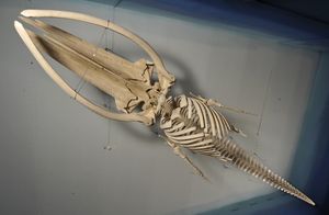 A skeleton of a young Fin Whale found in Piran Bay in 2003, the largest exhibit in the <!--LINK'" 0:53-->, 2011-2012