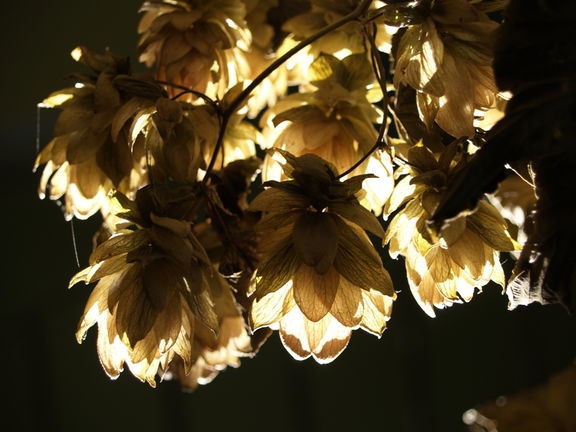 Eco-Museum of Hop-Growing and Brewing Industry in Slovenia 2011 growing hops Photo Franc Krajnc.JPG