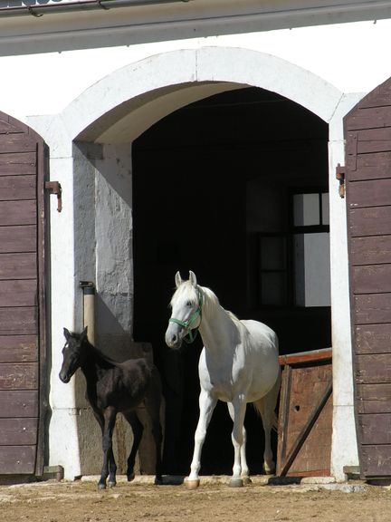 Lipizzaner mare and foal at the Lipica Stud Farm, the royal stud farm was established by the Hapsburg Archduke Charles in the abandoned summer residence of the Bishop of Trieste in 1578