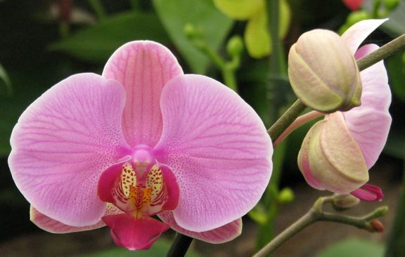 Orchid and tropical butterfly exhibition in the greenhouse, Arboretum Volčji Potok