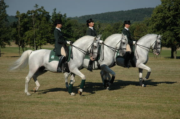 Lipica Stud Farm 2008 Classical Riding School Photo Dalibor Gregor.jpg